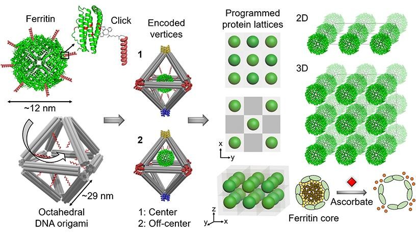 This image shows a schematic that illustrates DNA based assembly methods to construct protein lattices.