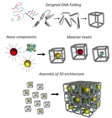 A schematic showing how DNA can be programmed, folded into material voxels, and then assembled into a 3D architecture.