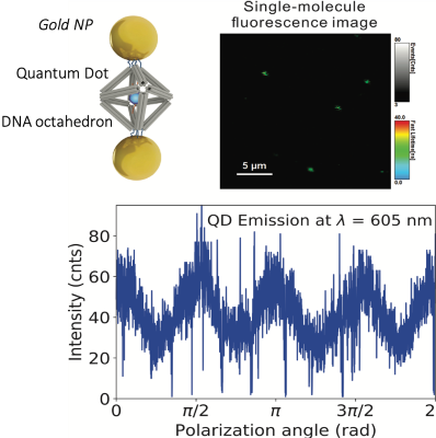 A schematic, image, and graph. The schematic shows an octahedron with two gold nanoparticles attached on the top and bottom, with a quantum dot loaded in the center. The image is a single-molecule fluorescence image showing the organization of the octahedrons. The graph displays quantum dot emission under different polarization angles.