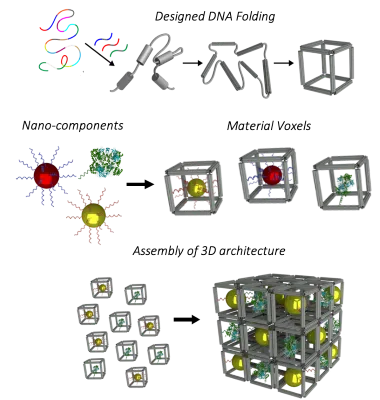A schematic showing how DNA can be programmed, folded into material voxels, and then assembled into a 3D architecture.