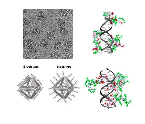 (Top left) Structure of the octahedral-shaped DNA origami imaged with a transmission electron microscope (scale bar: 50 nanometers); the inset is a schematic of this structure. (Bottom left) Schematic of the two different types of peptoid architectures for the DNA origami coating: brush and block. (Right) Molecular dynamics simulations of the interactions between duplex DNA and peptoid architectures of the brush (top) and block (bottom) type (blue = peptoid backbone, red = DNA binding domain, blue = water-s